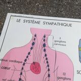 Rossignol school poster N18 the skin and touch / N17 the sympathetic system