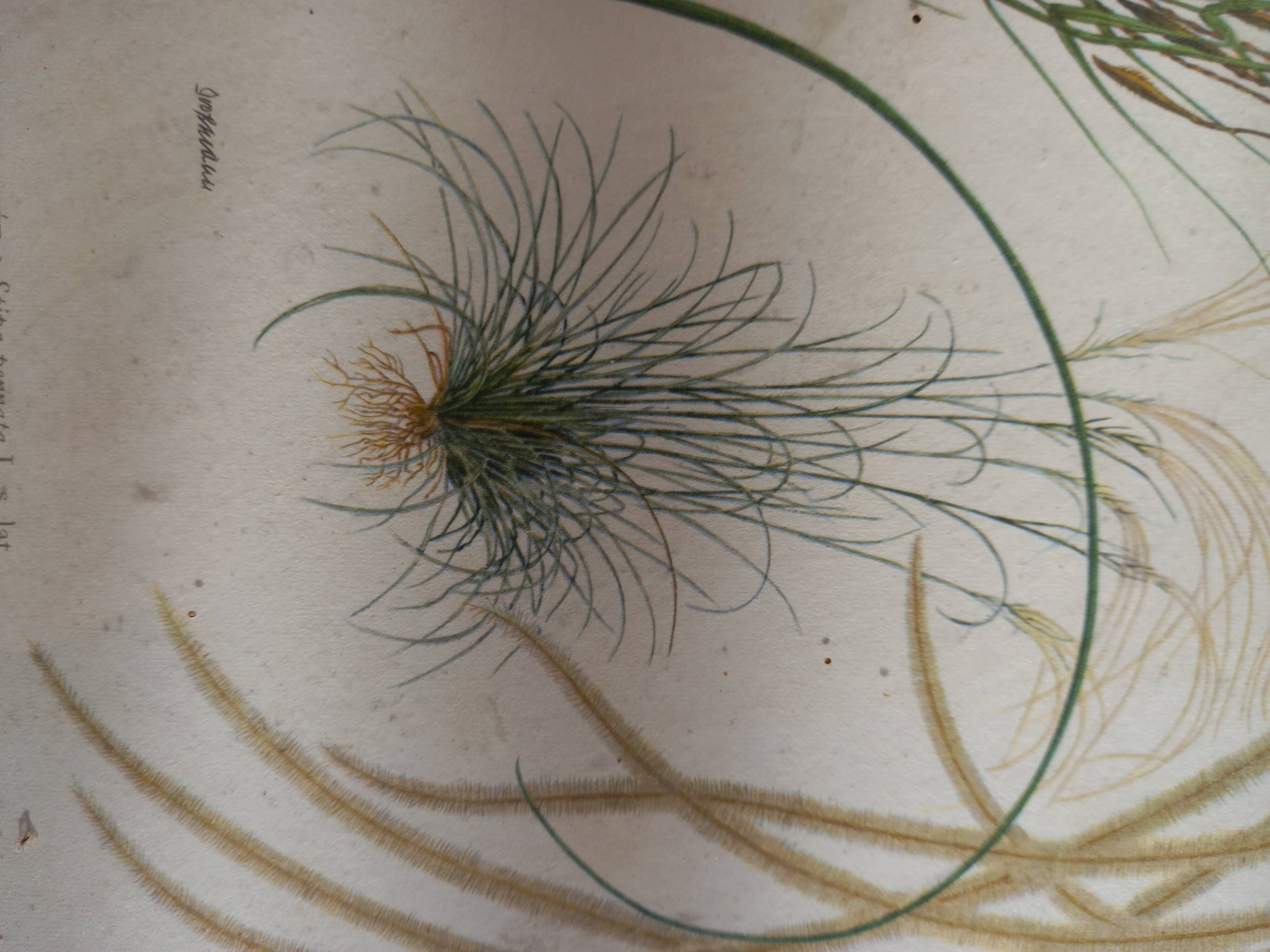 Two botanical drawings