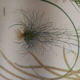 Two botanical drawings