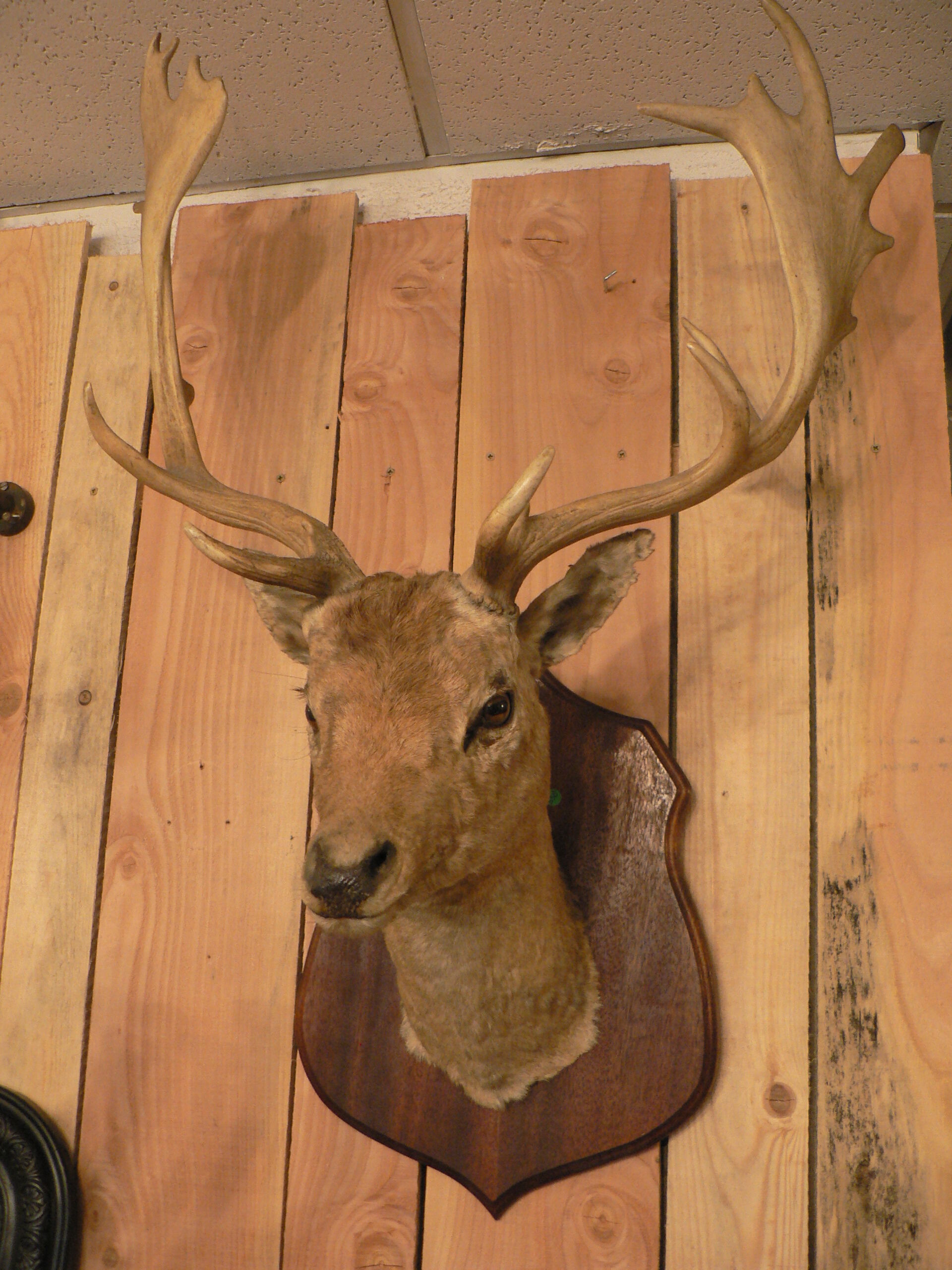 Naturalized deer hunting trophy head