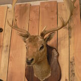 Naturalized deer hunting trophy head