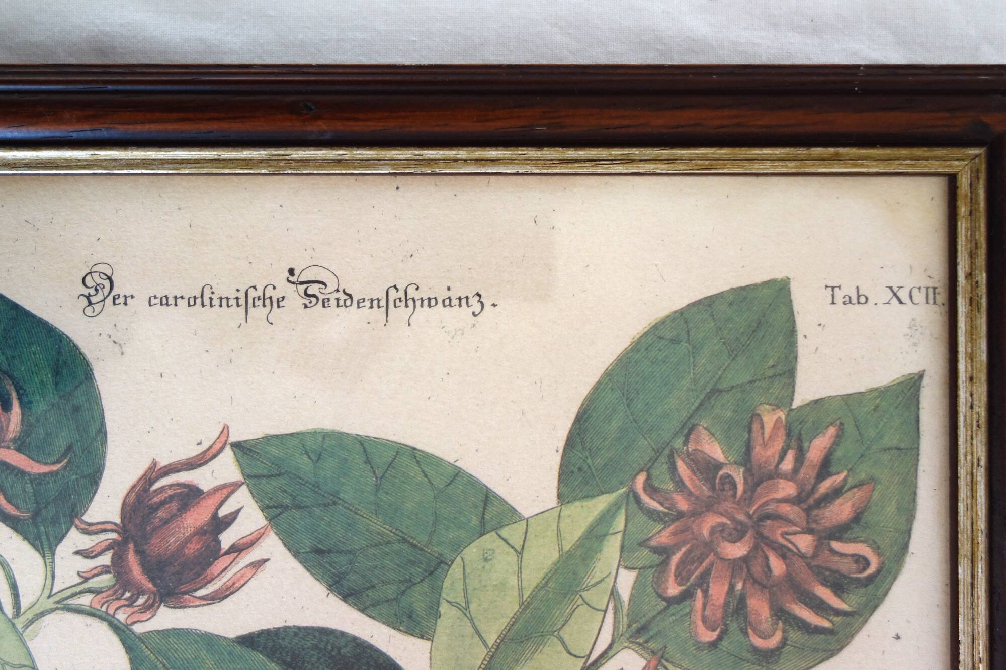Lot of 2 old bird engravings - zoological plates by Seligmann & Catesby