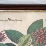 Lot of 2 old bird engravings - zoological plates by Seligmann & Catesby