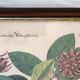 Lot of 2 old bird engravings - zoological plates by Seligmann & Catesby