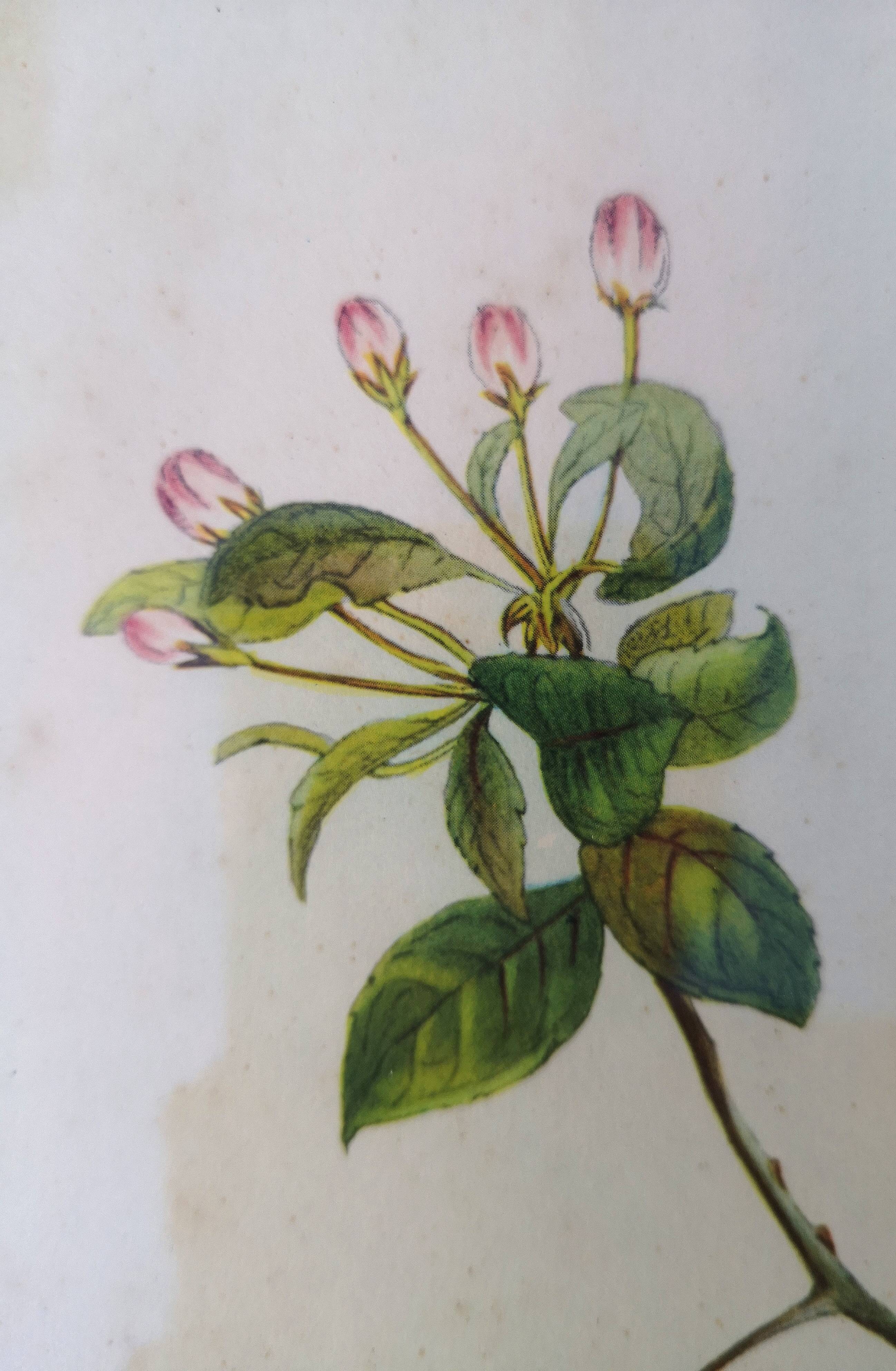 Framed lithograph by J. Gould and HC Richter