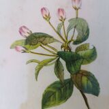 Framed lithograph by J. Gould and HC Richter