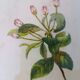 Framed lithograph by J. Gould and HC Richter