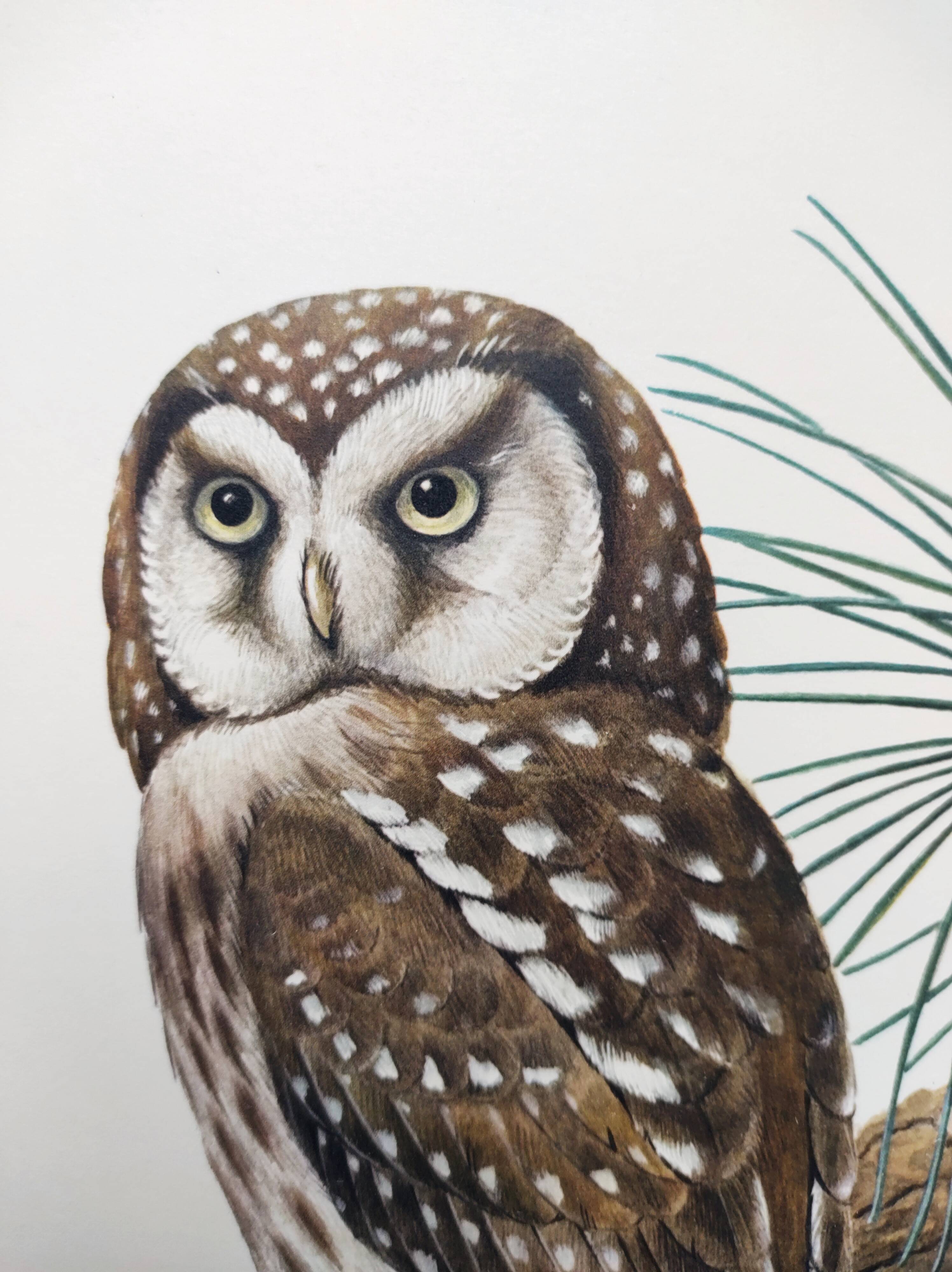 Planche ancienne oiseaux Années 1960 - Chouette de Tengmalm - Hibou