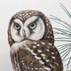 Planche ancienne oiseaux Années 1960 - Chouette de Tengmalm - Hibou