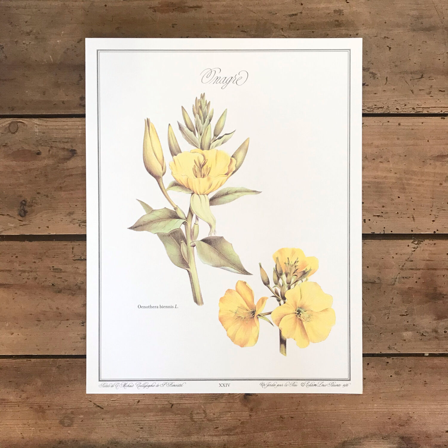 Botanical board evening primrose