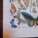 Lithograph on butterflies from 1948