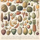 Planche ancienne sur les fruits 1897