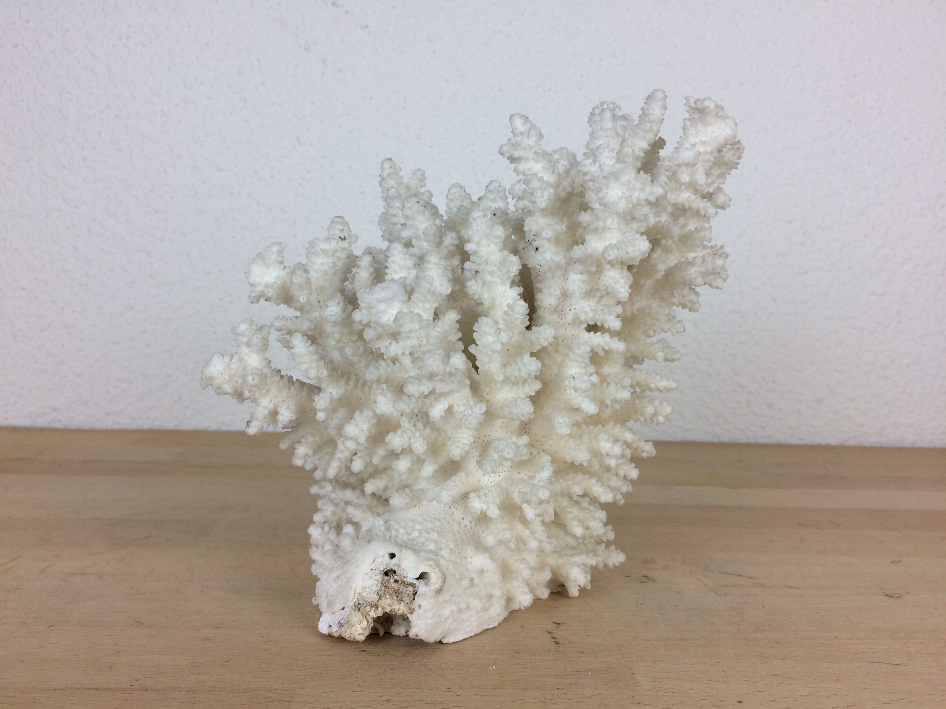 Natural ancient white coral 20 cm