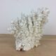Natural ancient white coral 20 cm