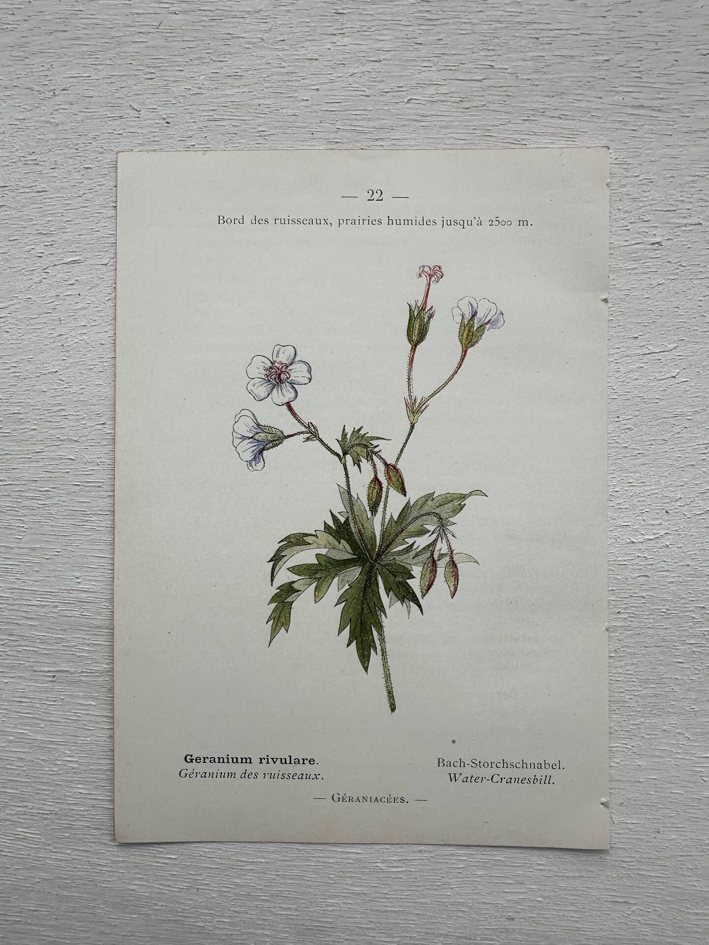 Botanical Plate 1800 Old naturalist engraving 19th century double-sided