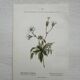 Botanical Plate 1800 Old naturalist engraving 19th century double-sided