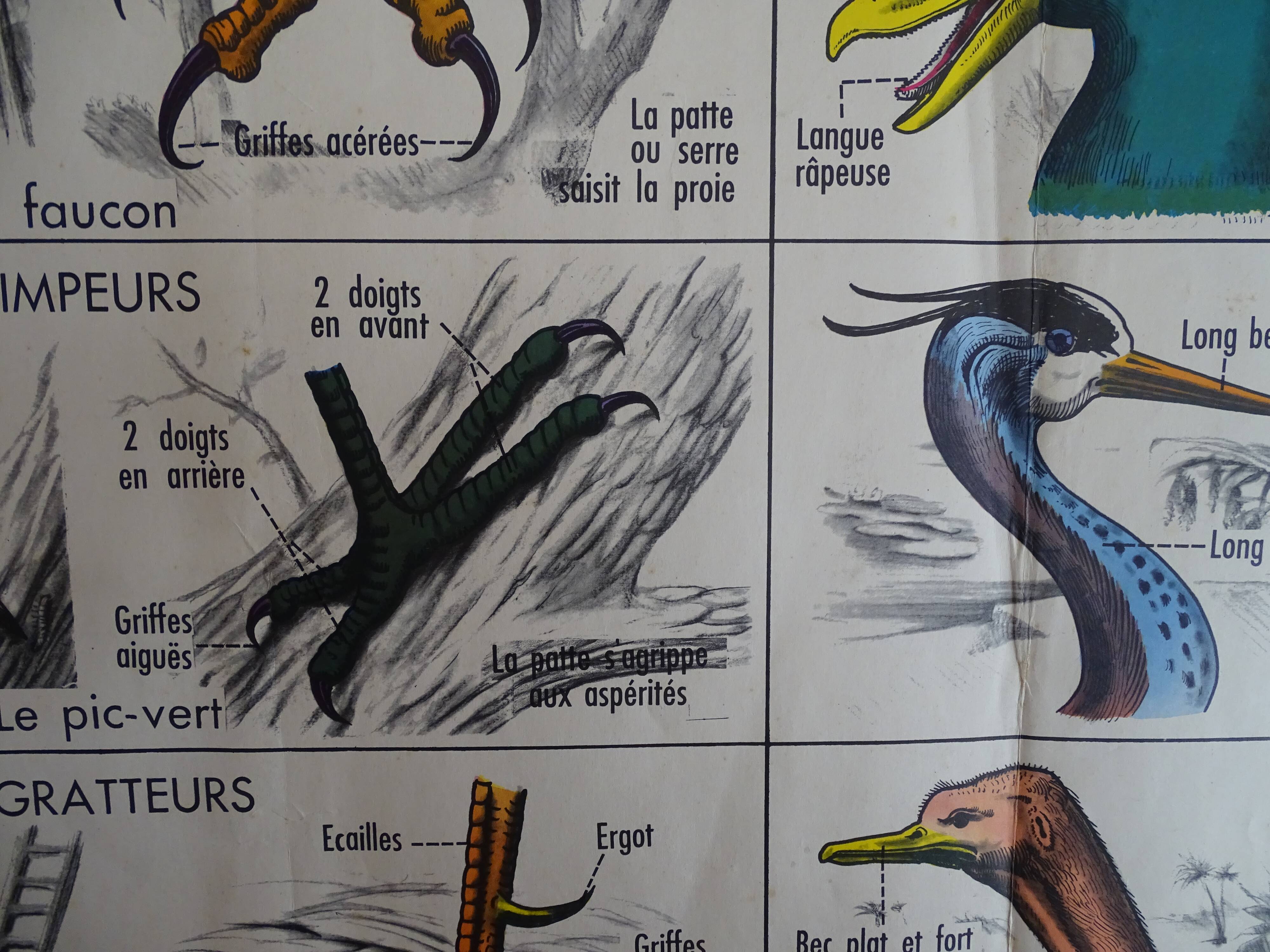 School poster on both sides anatomy batracians and birds . MDI.1964
