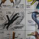 School poster on both sides anatomy batracians and birds . MDI.1964