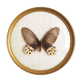 Butterfly frame