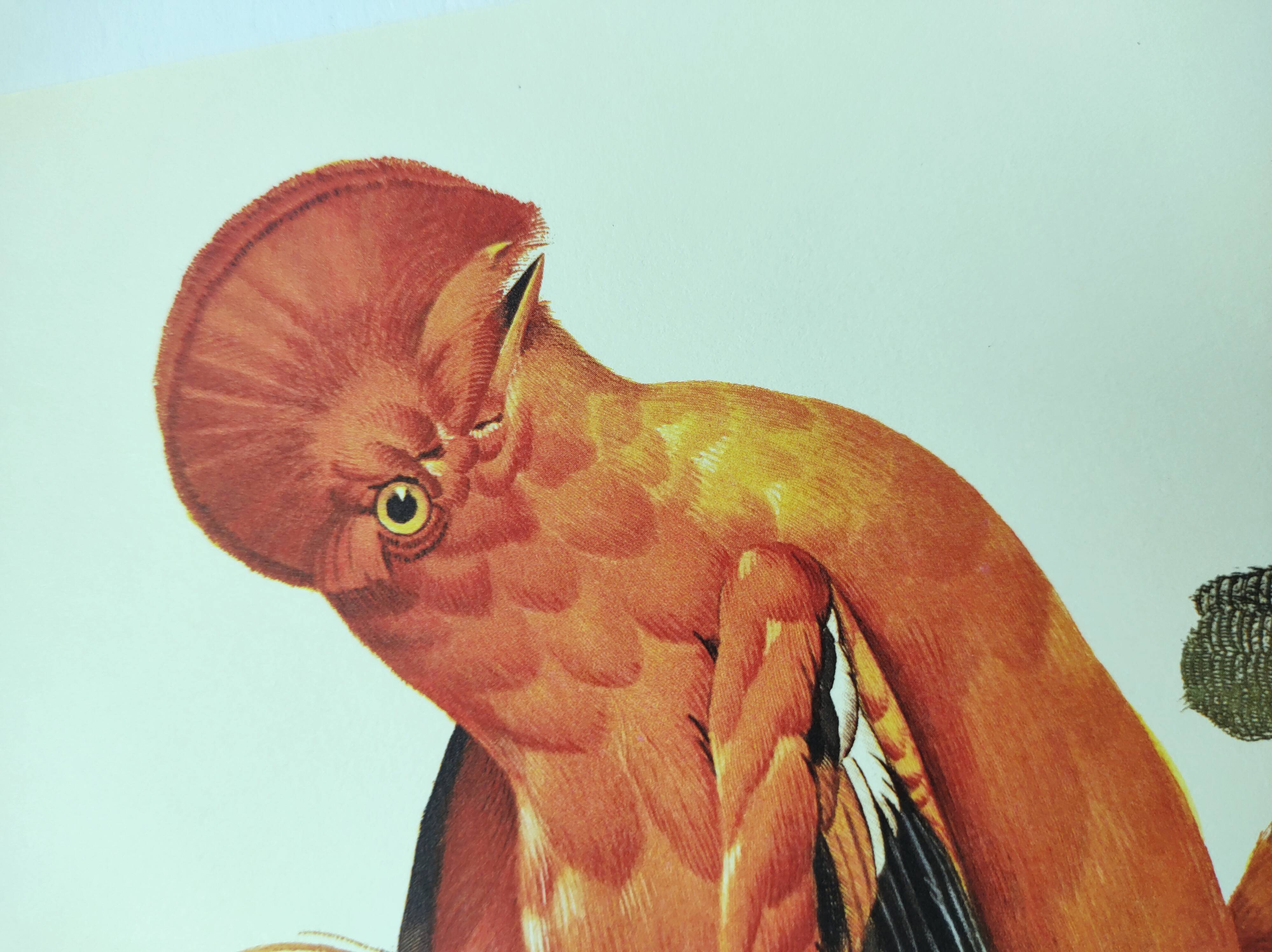 Old board - Rooster of Guyana - Vintage zoological and ornithological illustration - Bird