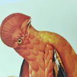 Old board - Rooster of Guyana - Vintage zoological and ornithological illustration - Bird
