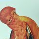Old board - Rooster of Guyana - Vintage zoological and ornithological illustration - Bird