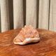 Great shell (Cypraecassis rufa)