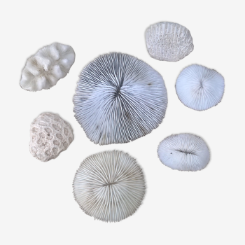 Set of 7 vintage white coral