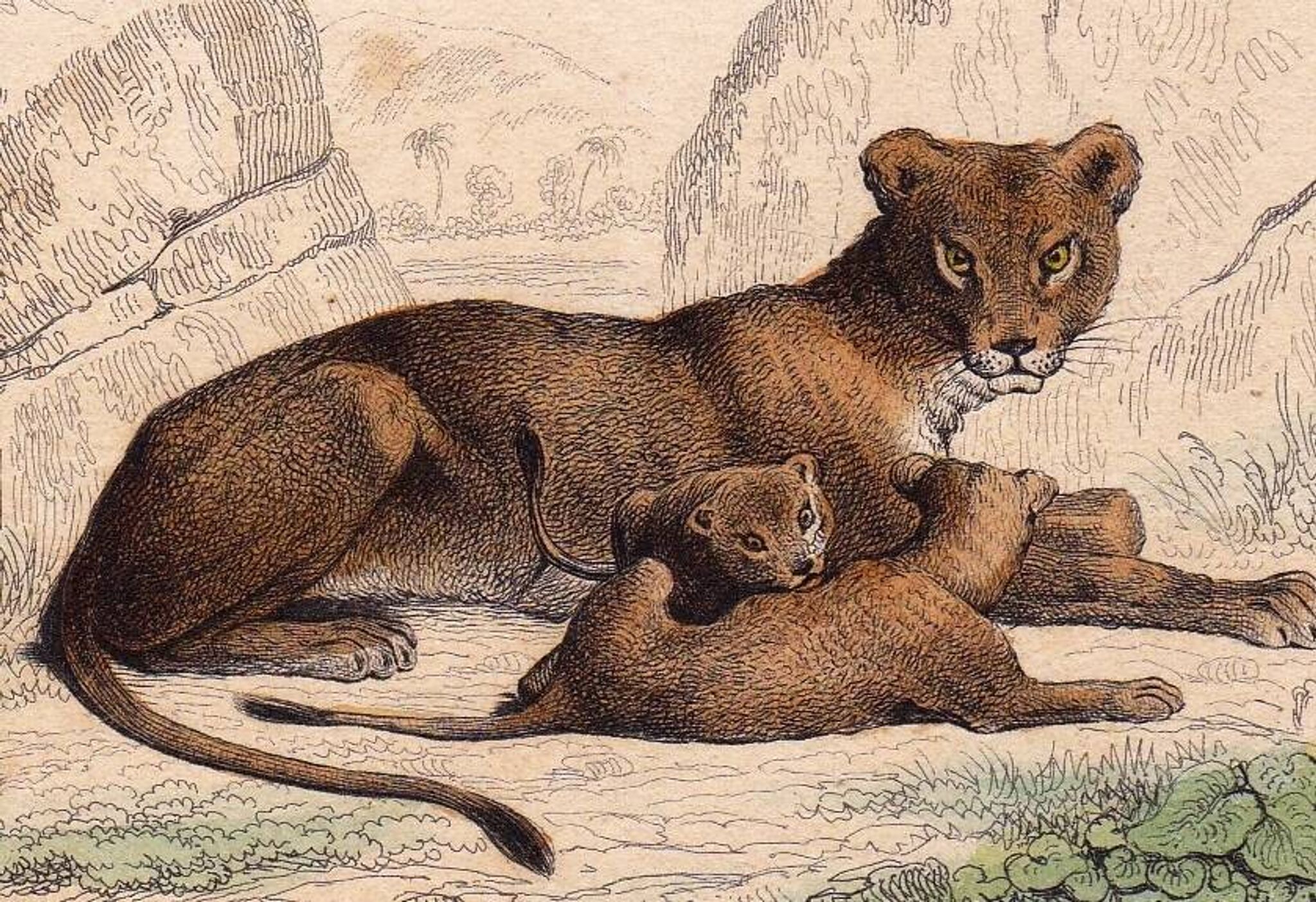 19th Century Engraving 1850 Lion Lioness Lion Cub Animals Feline