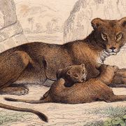 19th Century Engraving 1850 Lion Lioness Lion Cub Animals Feline