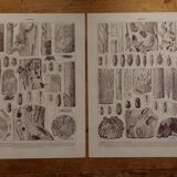 Original lithographs on trees