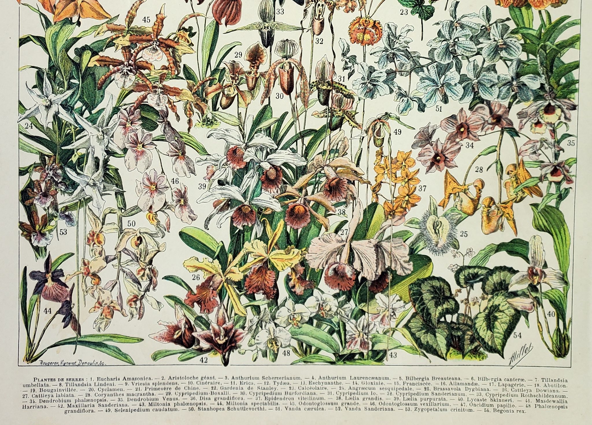 Engraving • Flowers and greenhouse plants • Original and vintage poster from 1898