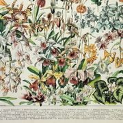 Engraving • Flowers and greenhouse plants • Original and vintage poster from 1898