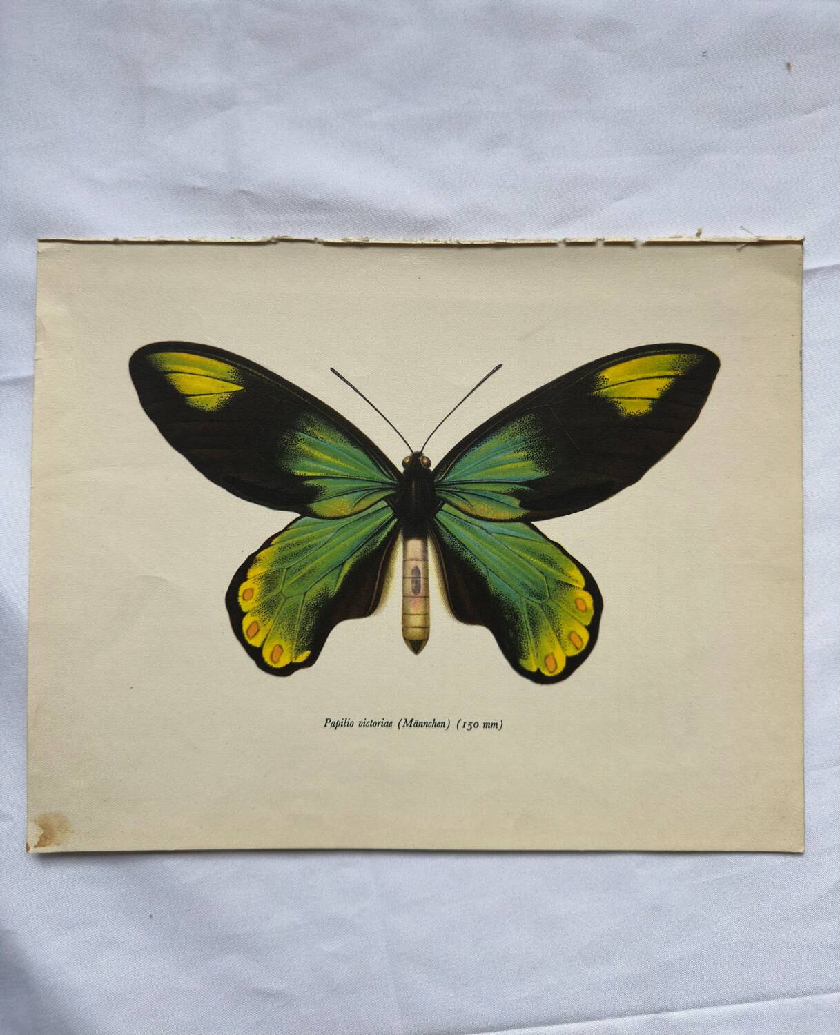 Botanical naturalist plate butterfly old engraving