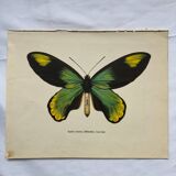 Botanical naturalist plate butterfly old engraving