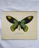 Planche naturaliste botanique papillon gravure ancienne