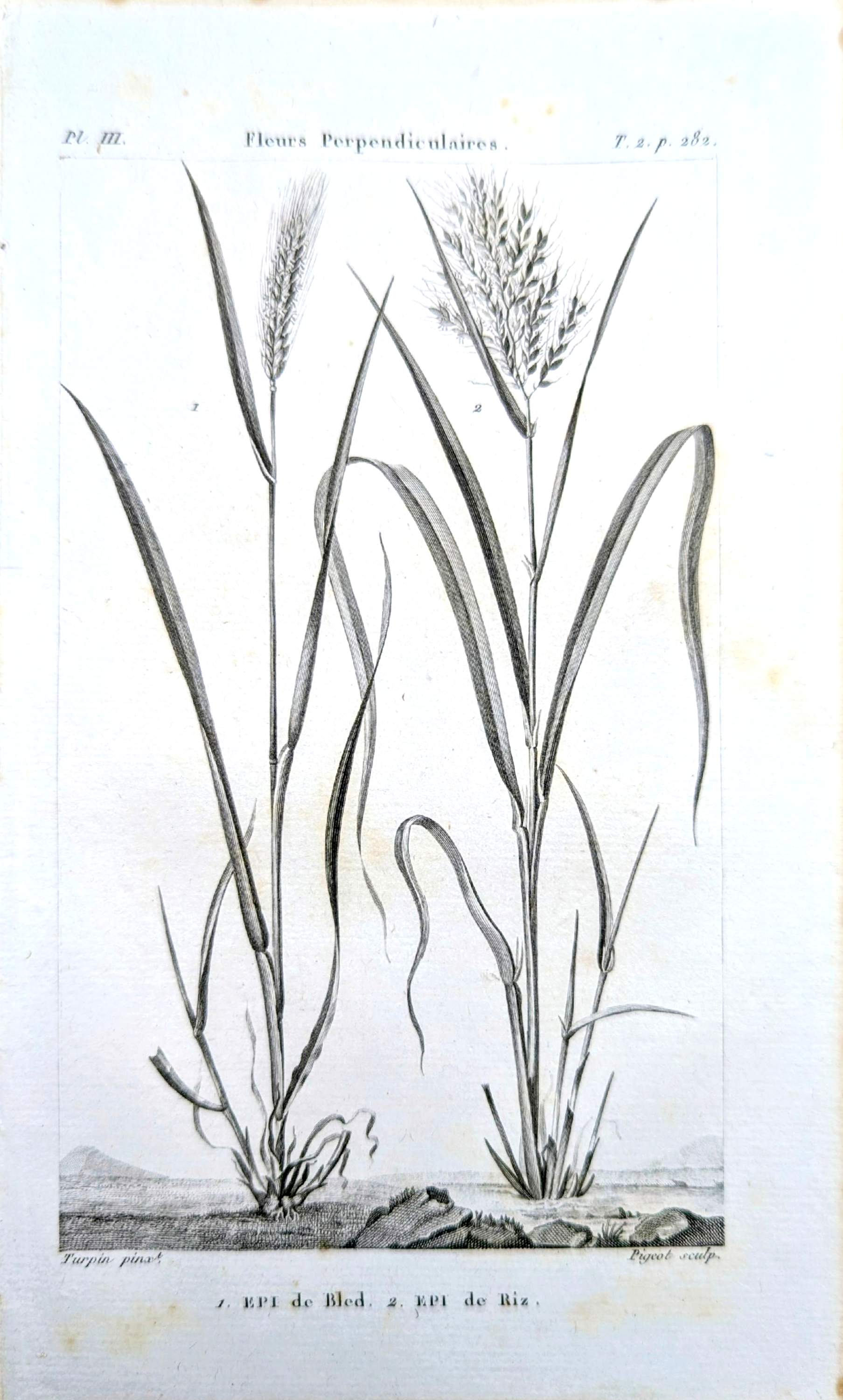 Printed in 1818, Wheat and Rice. Vintage botany.