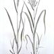 Printed in 1818, Wheat and Rice. Vintage botany.