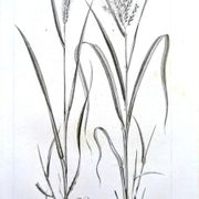 Printed in 1818, Wheat and Rice. Vintage botany.