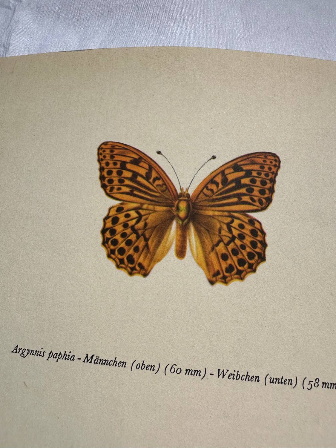 Antique butterfly engraving vintage botanical plate naturalist etching