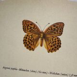 Antique butterfly engraving vintage botanical plate naturalist etching