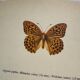 Old butterfly engraving vintage botanical plate etching naturalist