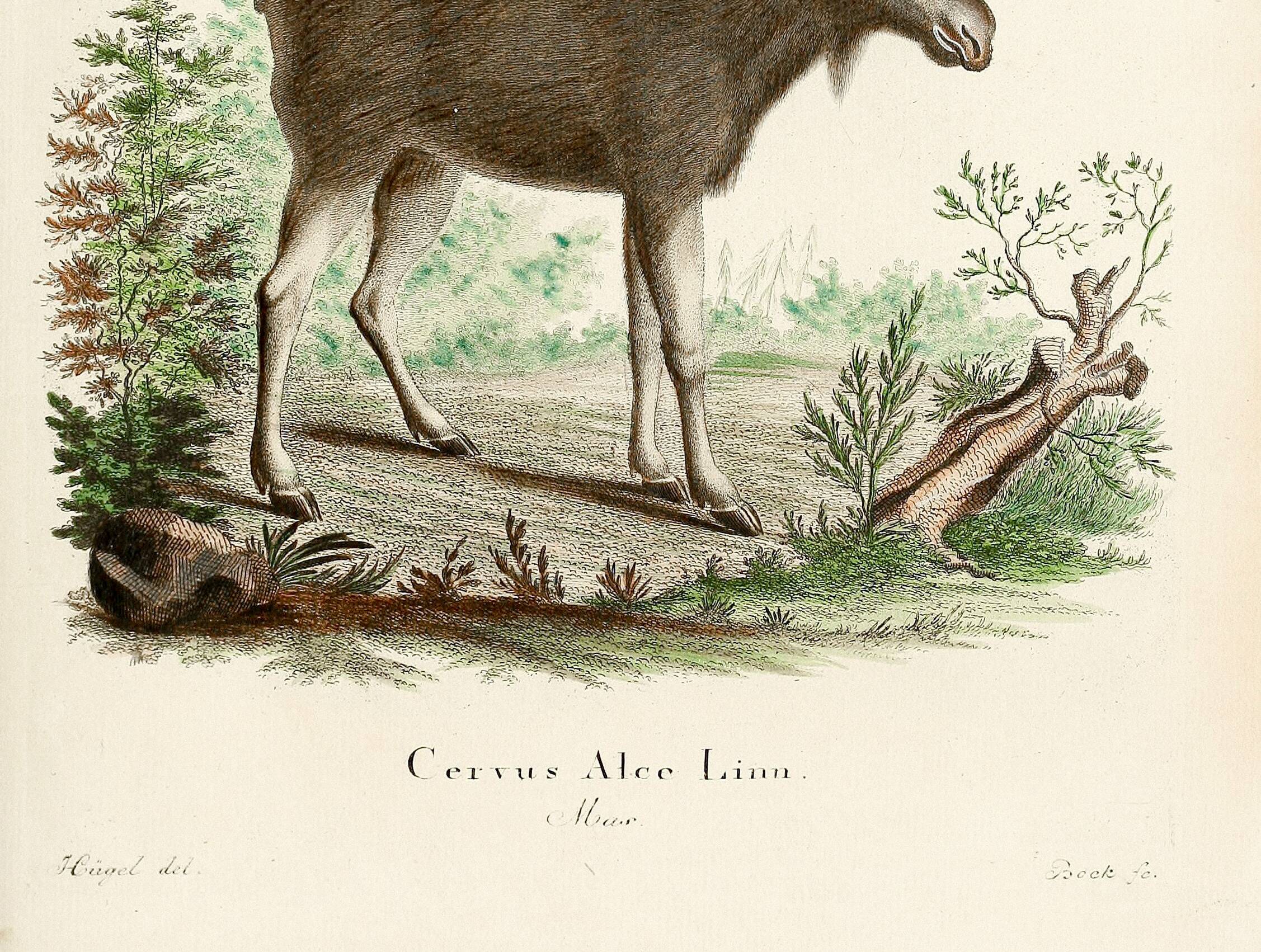 Poster about the Elk, based on an old engraving from 1774.