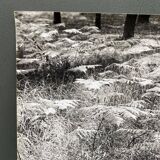 Film photography Bernard Darot Parterre of ferns 20th century