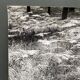 Photographie argentique Bernard Darot Parterre de fougères XXe
