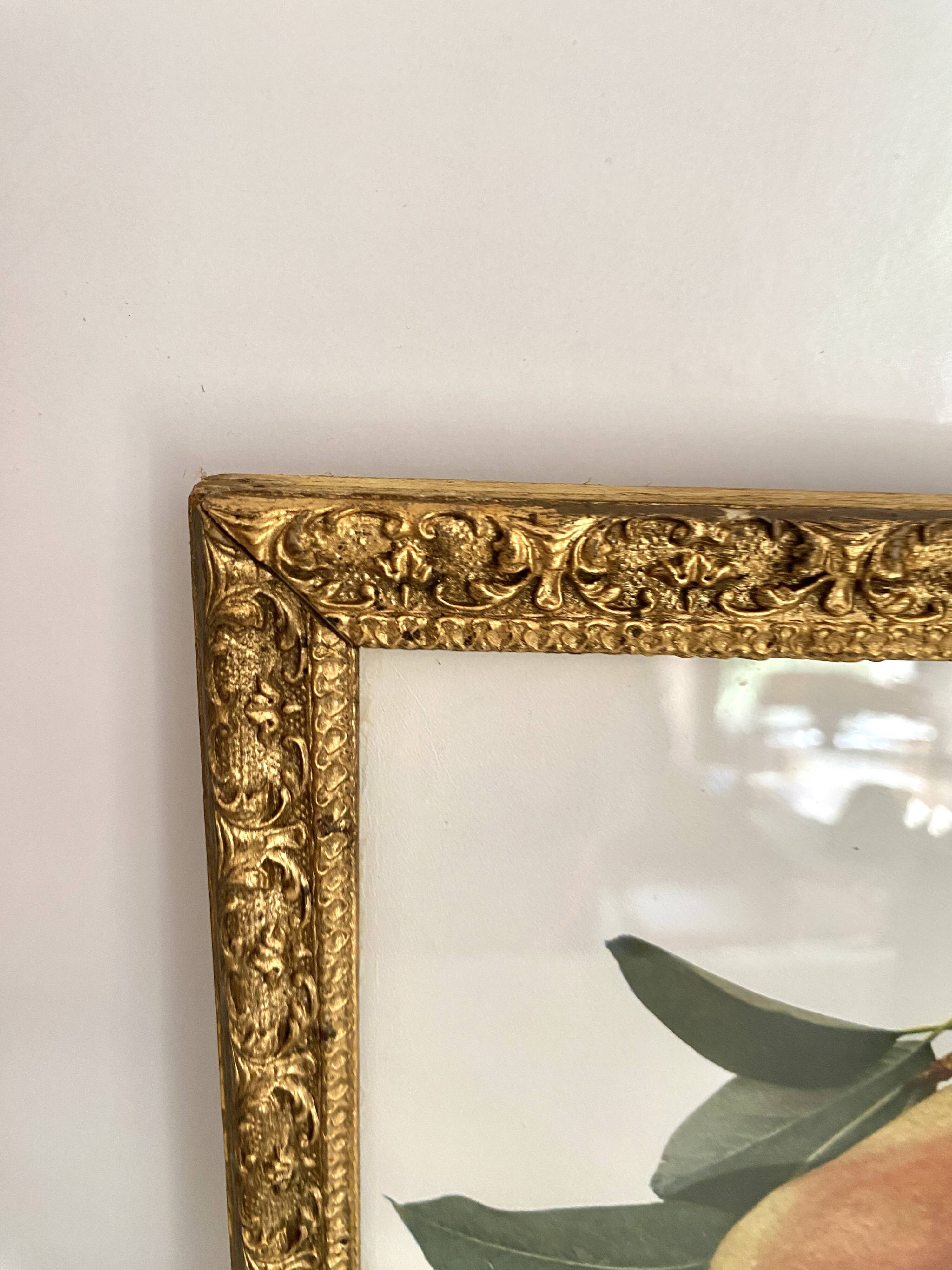 American botanical plate under glass