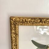 American botanical plate under glass