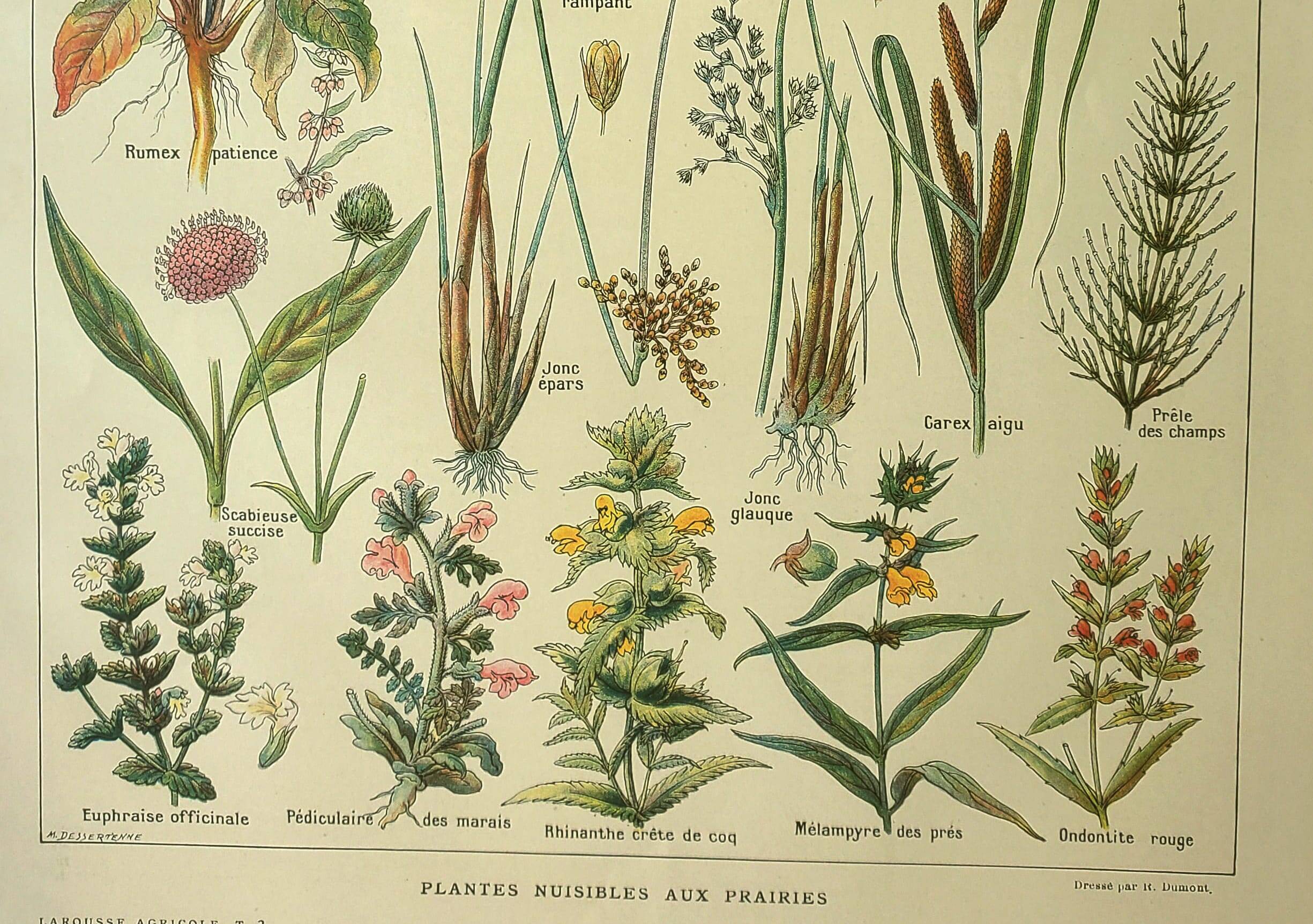 Botanical plate 1921 by Dessertenne. Prairie flora (2) Engraving. old