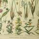 Planche botanique 1921 de Dessertenne. Flore de Prairie (2) Gravure. ancien