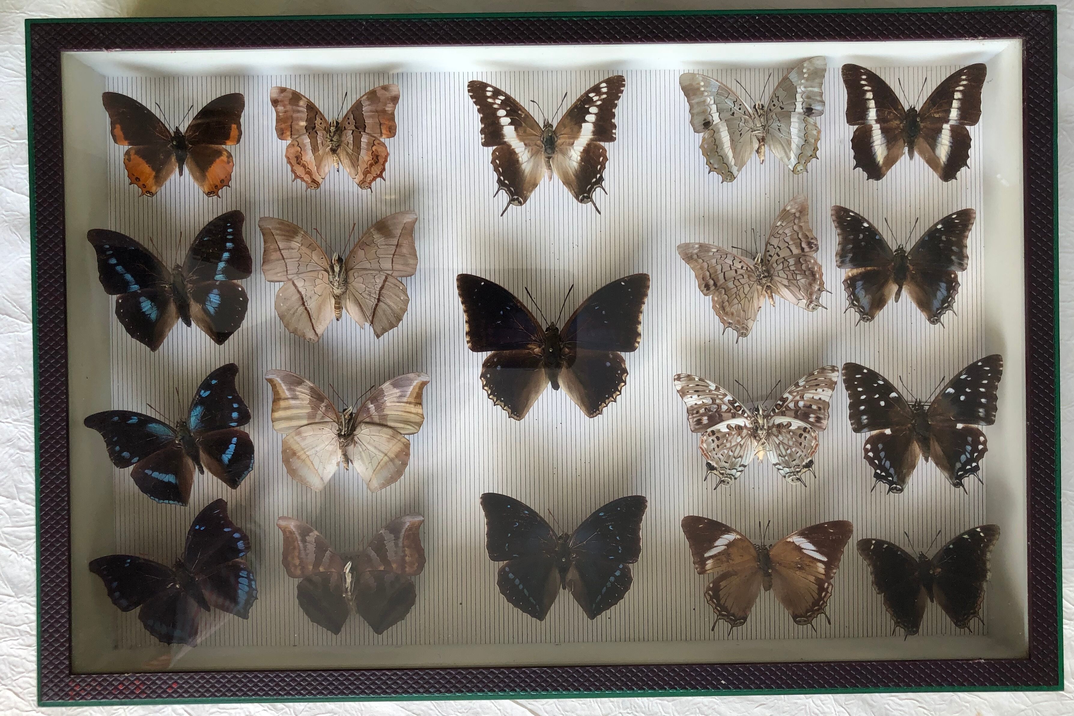 Entomological box of 19 butterflies